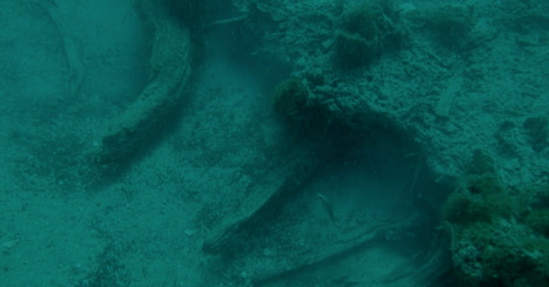 Peneliti Temukan Hutan Bawah Laut Berumur 60.000 Tahun, Nih Fotonya!