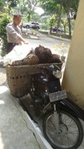 Curi Sawit Milik PT. Socfindo Matapao, Seorang Kakek Diamankan Polsek Teluk Mengkudu