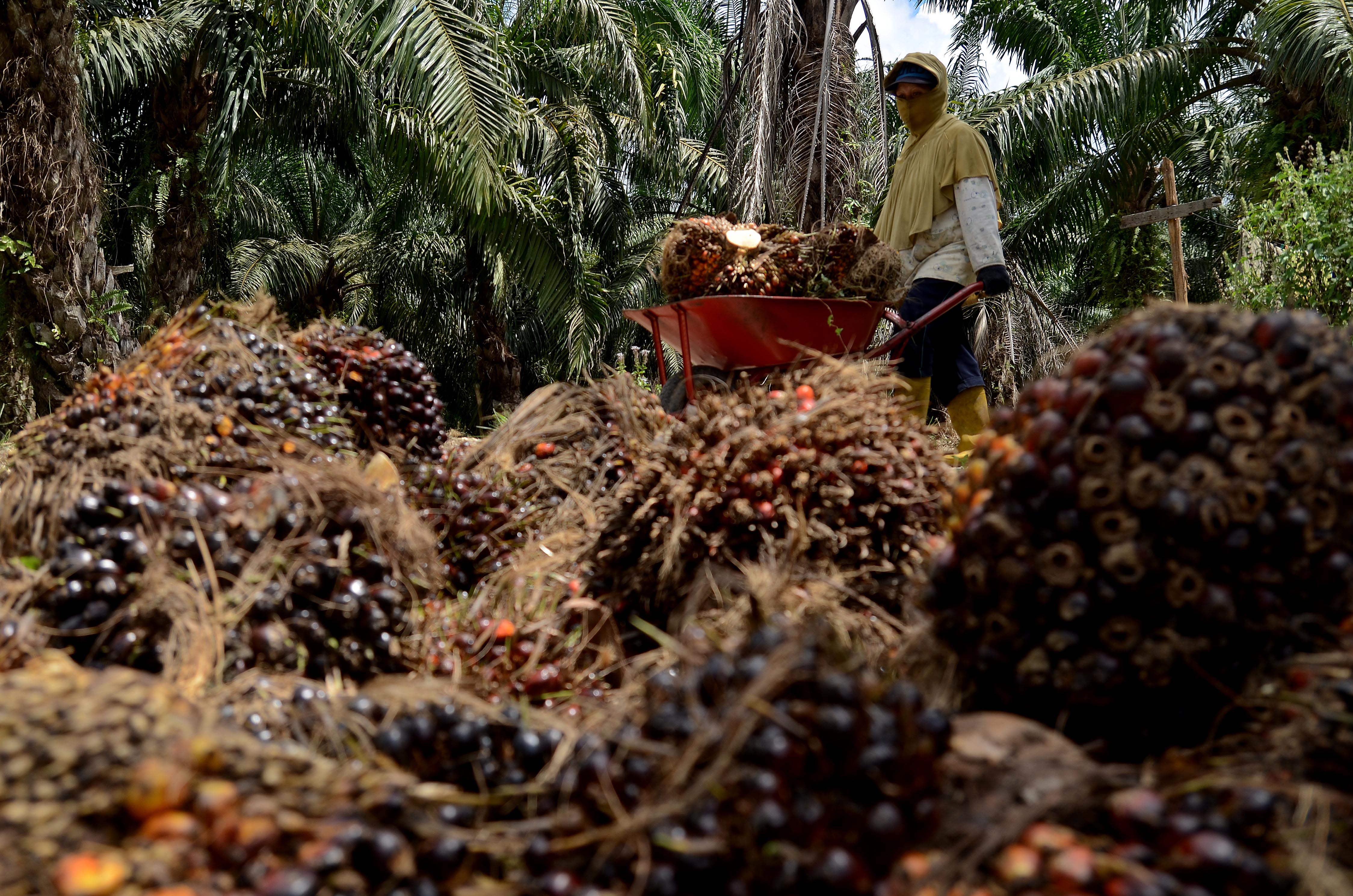 Pemerintah Sambut Baik Rencana Kedatangan Parlemen Eropa