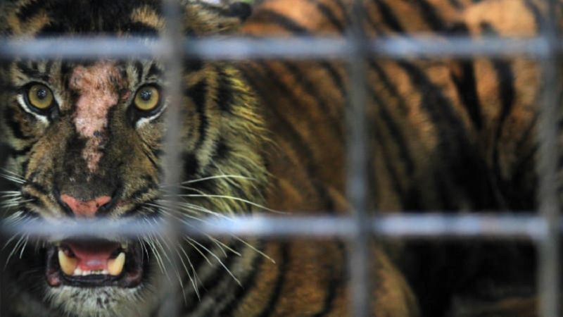 Lebih Banyak Harimau Hidup di Kandang daripada di Alam Bebas, Ini Faktanya