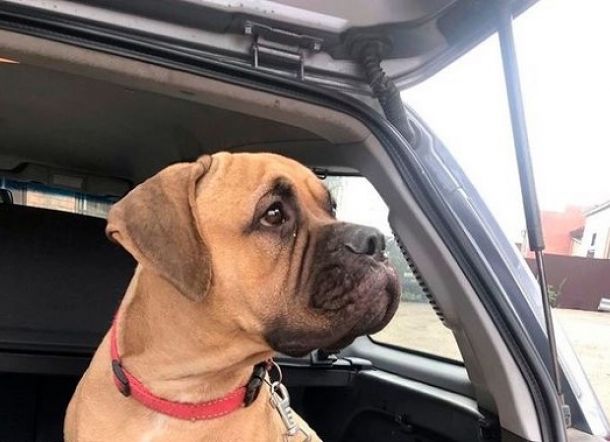 Kisah Seekor Anjing yang Mencari Tuannya ke Hutan dan Hampir Meninggal Dimangsa Binatang Buas