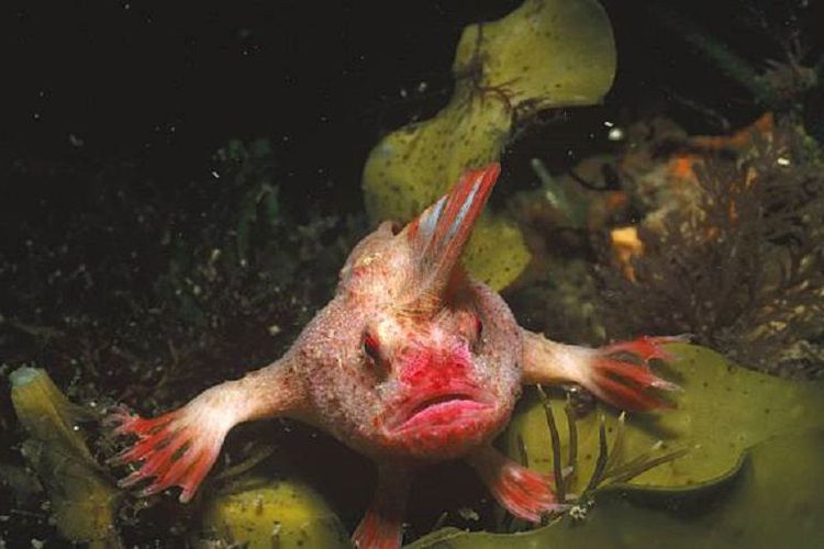Populasi Baru dari Ikan Mohawk nan Langka Ditemukan, Seperti Apa?
