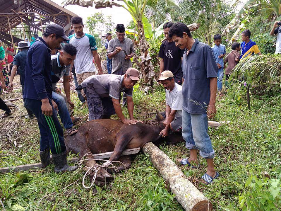 Surau Al-Ikhwan Teluk Pinang Potong 3 Ekor Sapi dan 1 Ekor Kambing