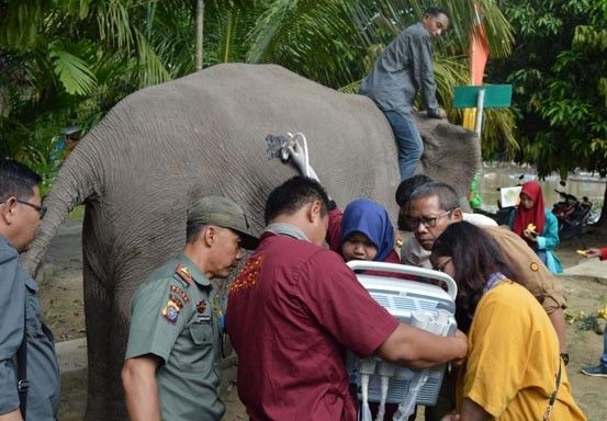 Satu Ekor Gajah Sumatra di Taman Wisata Alam Buluh Cina Positif Hamil