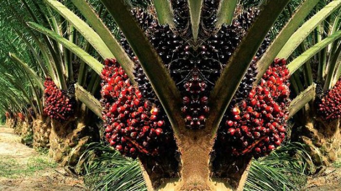 Harga TBS Kelapa Sawit Naik Rp18,29 per Kg