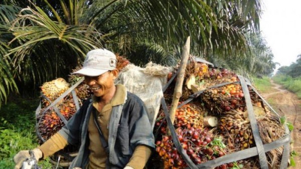 Harga TBS Sawit di Riau Naik Karena Aura Damai Perang Dagang AS-China