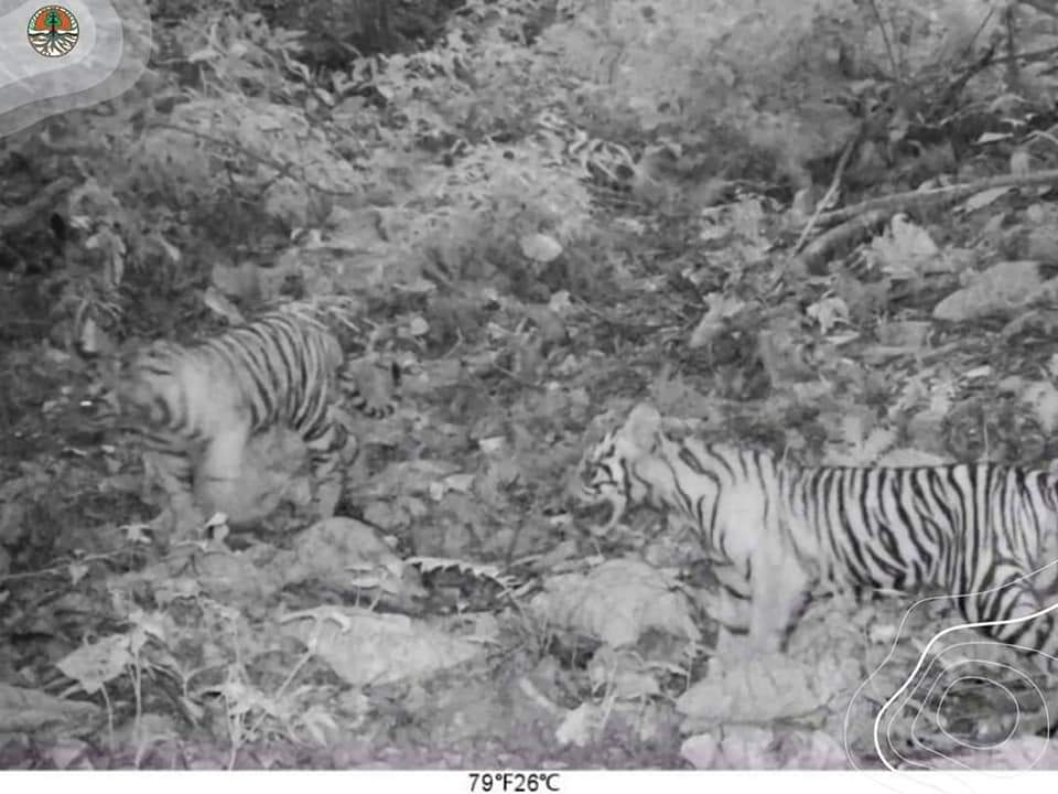 Tiga Anak Harimau Terekam Kamera di Bukit Tiga Puluh Riau