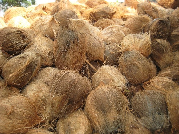Karena Pohon Kepala, Kades di Inhil 'Ditimpuk' dengan Buah Kelapa