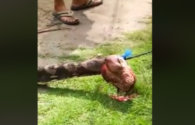 Ular Piton Raksasa Terpanjang Teror Warga Baubau, Lihat Videonya
