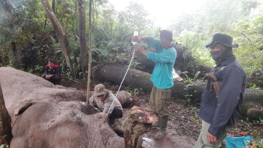 Komunitas Dukung Polda Riau Tegakkan Hukum Atas Kematian Gajah Rahman