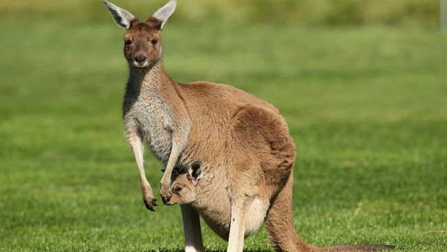 Jutaan Kanguru di Australia akan Dimusnahkan Tahun Ini