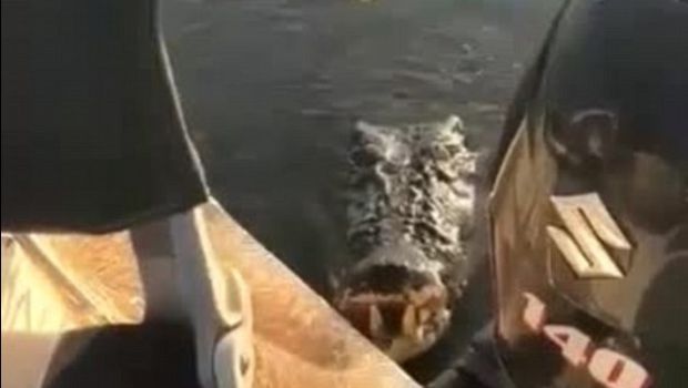Seekor Buaya Mengendap Lalu Menyerang Kapal Kecil, Lihat Videonya...
