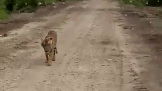 Apakah Harimau Liar Bonita dan Boni Satu Keluarga?