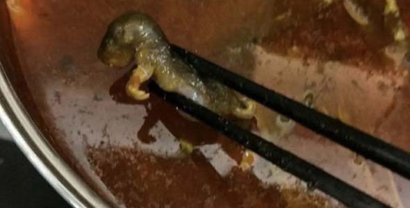 Ada Tikus Mati d