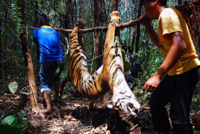 Kasus Kematian Harimau di Riau Menurun, Bukan Berarti Positif