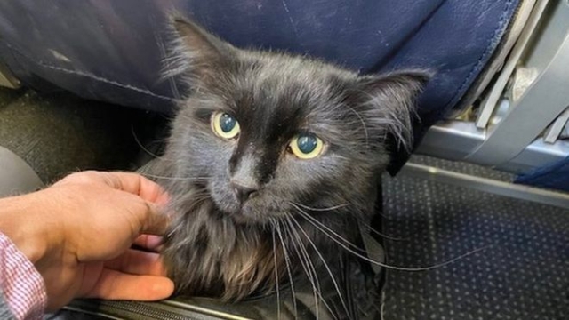 Hilang 5 Tahun, Kucing Ini Ditemukan 1.900 Km dari Rumahnya