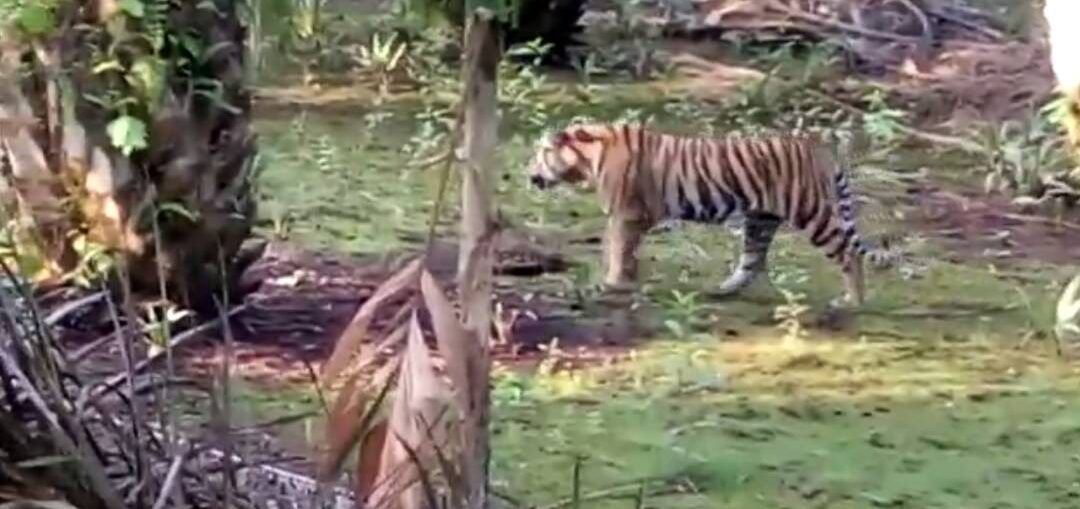 Mencekam, Sempat Dilumpuhkan Harimau Bonita Berhasil Kabur