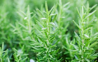 Waw! Aroma Setangkai Daun Ini Bisa Tingkatkan Daya Ingat 60 Hingga 75 %