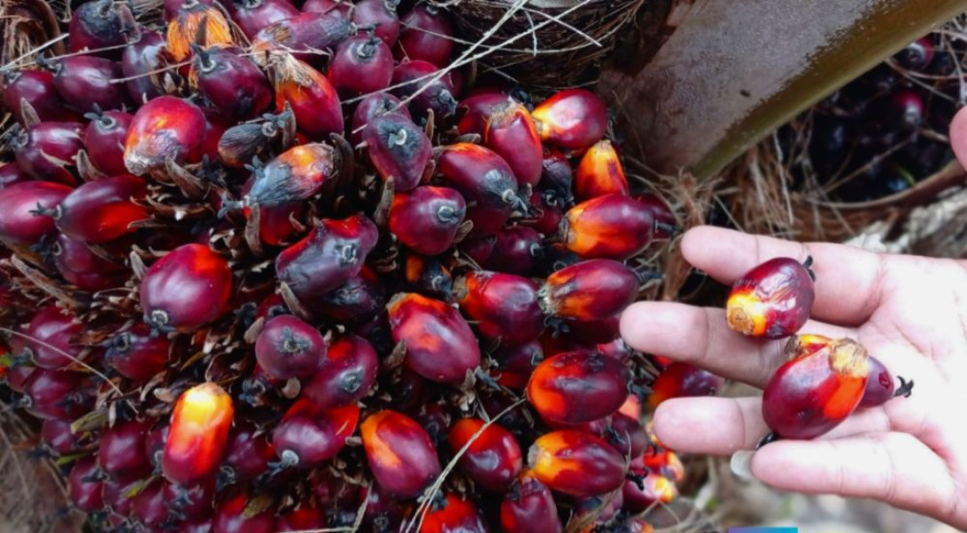 Harga Kelapa Sawit Mitra Plasma Naik Lagi