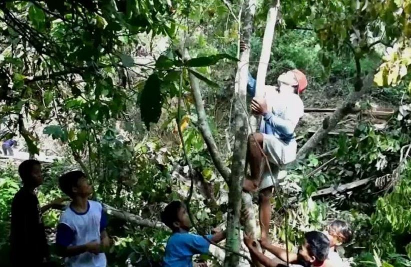 Warga Temukan Pohon Cabai Setinggi Enam Meter