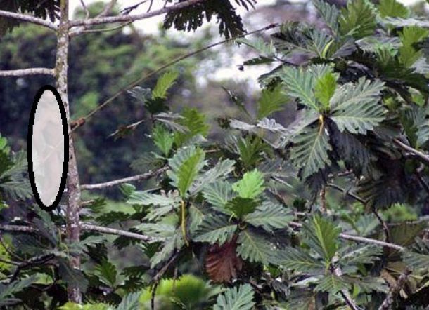 Usai Didoakan Kiai, Pria Ini Ditemukan Tewas Sambil Memeluk Pohon Sukun
