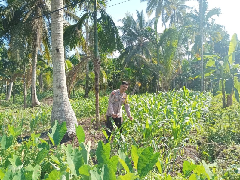 Om Bhabin Milenial Polsek Tembilahan yang selalu Cek Tanaman Jagung