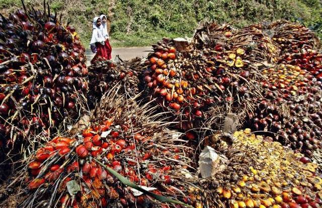 Pekan Ini TBS Sawit Riau Alami Penurunan Harga