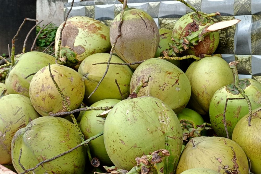 Berikut Pergerakan Harga Komoditi Perkebunan di Riau pada 15 Februari 2024