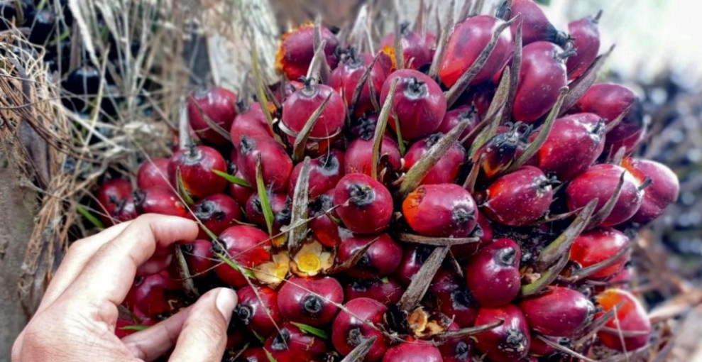 Harga TBS Kelapa Sawit Petani Swadaya Riau Dibayar Rp2.464,00 per Kg