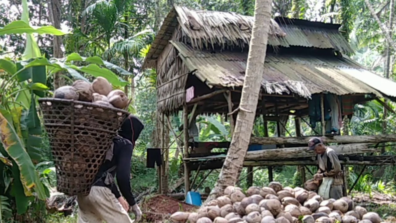 Mimpi dan Air Mata Petani Kelapa Inhil