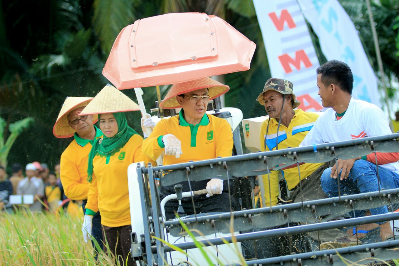 Opsus Pajale, Bupati Inhil Ikuti Panen Raya Padi Di Keritang