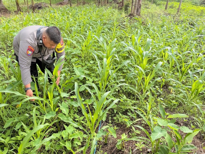 Bhabinkamtibmas Setelsel yang rutin Sambangi Lahan jagung