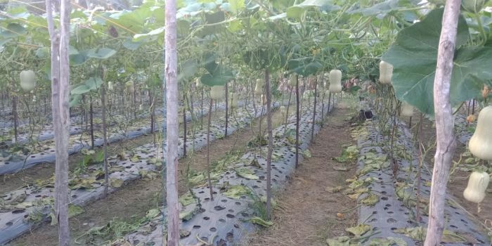 Petani Labu Manis di Riau Penuhi Pasar Labu hingga Pulau Jawa