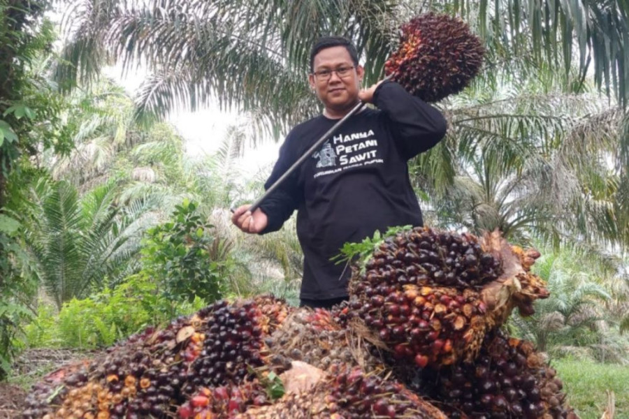 Berkah Ramadan, Harga Kelapa Sawit Mitra Swadaya Naik Lagi Jadi Rp 2.891,88 per kg