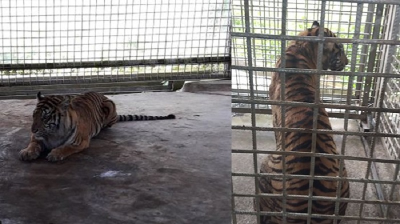 Hasil Pemeriksaan di Dharmasraya, Harimau Bonita Diduga Sudah Punya Anak