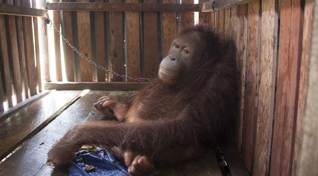 Ami, Orang Utan Asal Kalimantan Yang Di Pasung