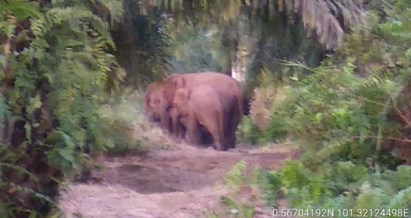 11 Ekor Gajah Liar Kembali Masuk Permukiman Warga di Kampar