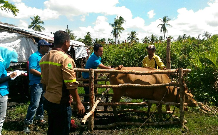 Pemkab Larang Peternak Jual Sapi Keluar Meranti