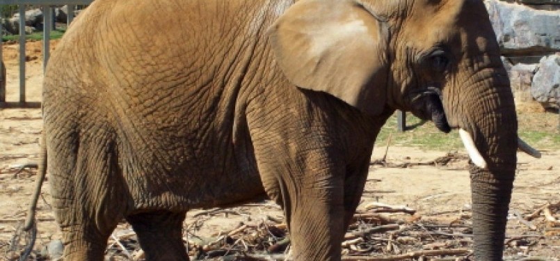 Seorang Gadis 12 Tahun Tewas Diinjak Gajah Saat Tidur