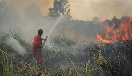 4 Daerah di Riau Sudah Tetapkan Siaga Darurat Karhutla