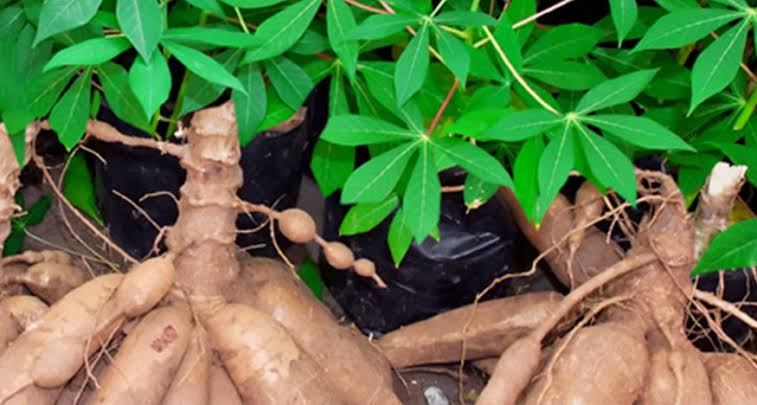 Bisa Kontrol Berat Badan, Berikut Manfaat Singkong Untuk Kesehatan