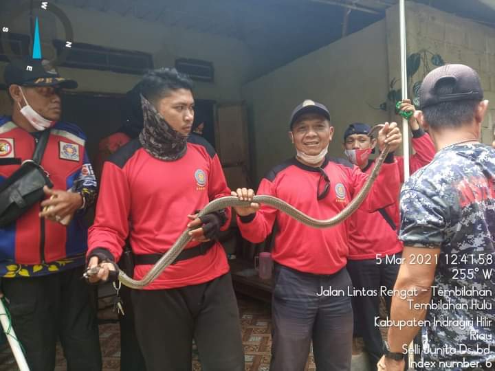 Personil DPKP Inhil Evakuasi Monyet Dan Ular Kobra yang Resahkan Warga