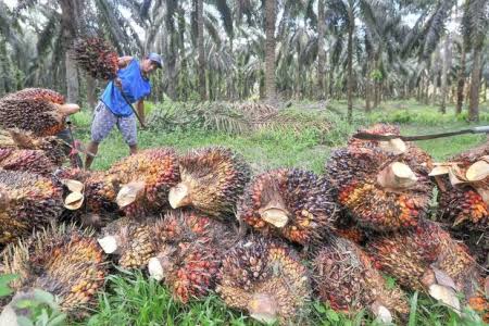 Harga TBS Kelapa Sawit Petani Mitra Swadaya Riau Naik Jadi Rp 2.489,37 per Kg