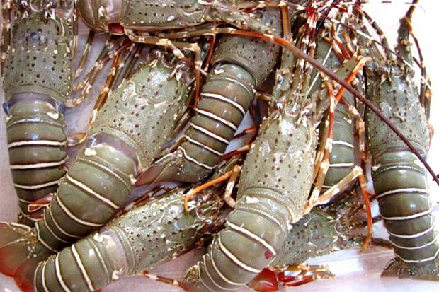 Vietnam Rajai Ekspor Lobster Dunia Berkat Benih dari Indonesia
