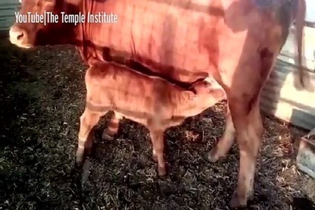 Sapi Merah 'Sempurna' Lahir Pertama Kali Dalam 2000 Tahun, Dikaitkan dengan Hari Kiamat