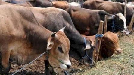 Mendekati Iduladha 1445 H, Pemko Pekanbaru Baru Kumpulkan Tujuh Ekor Hewan Kurban