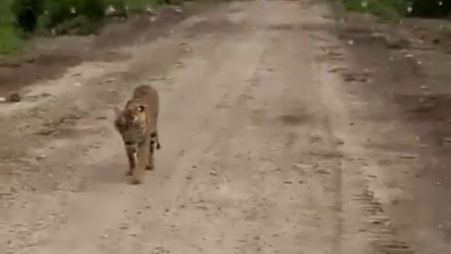 Harimau Kembali Masuk Permukiman Warga di Inhil, Empat Ekor Sapi Diterkam