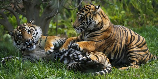 Saat ini Tersisa 400 Ekor Harimau Sumatera