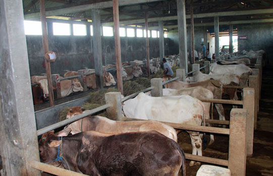 21 Sapi di Pekanbaru Berhasil Bunting dari Program Inseminasi Buatan
