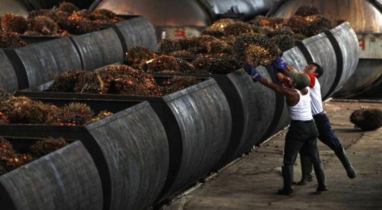 Ekspor Minyak Kelapa Sulawesi Utara Sumbang Devisa Rp322,5 Miliar